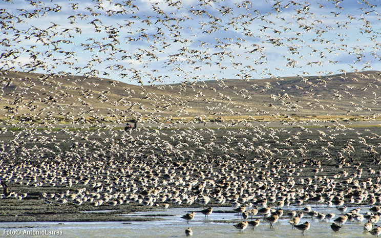 Bahía Lomas: el humedal más importante de Sudamérica