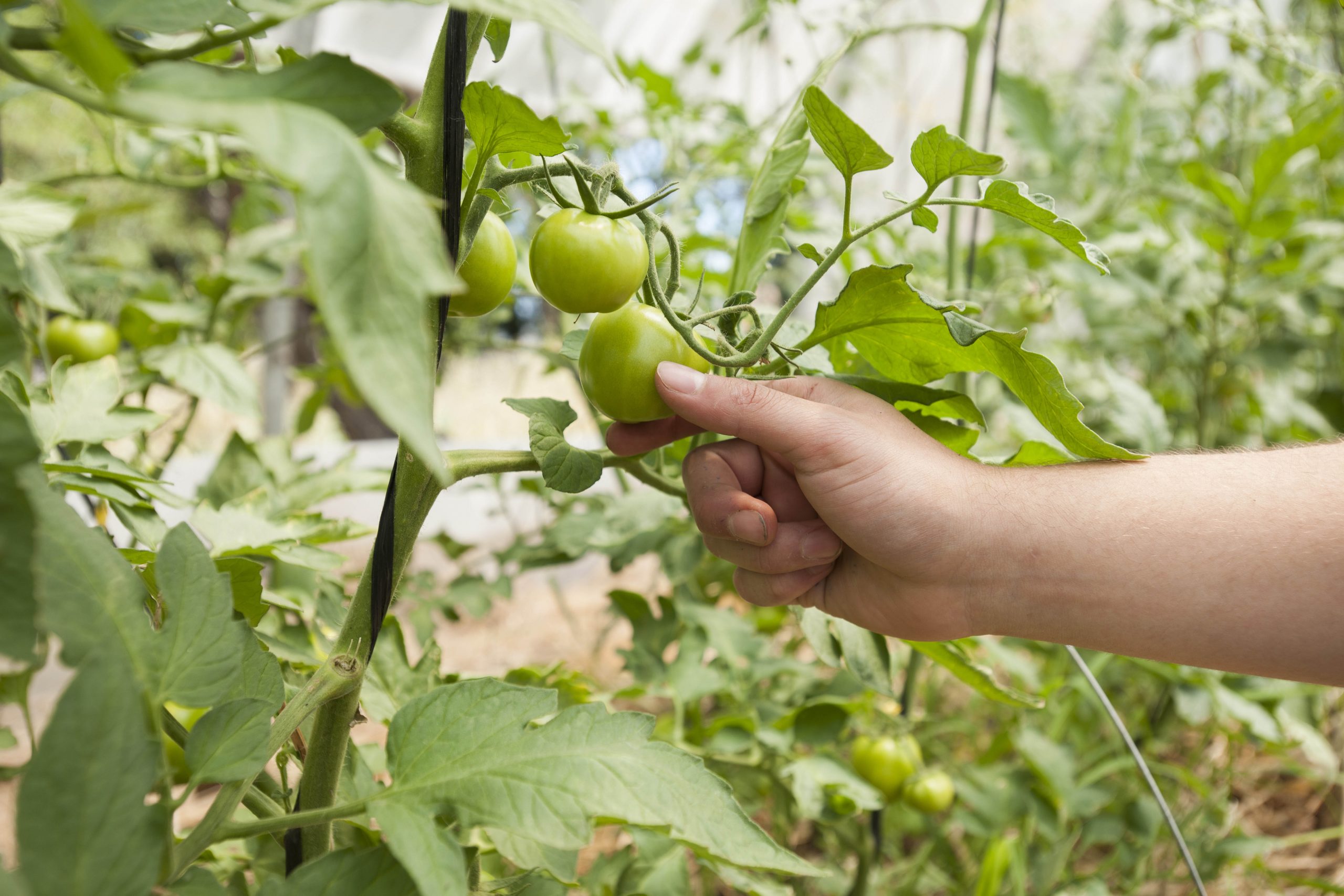 Ingeniería de Ejecución Agropecuaria obtuvo su acreditación por 4 años