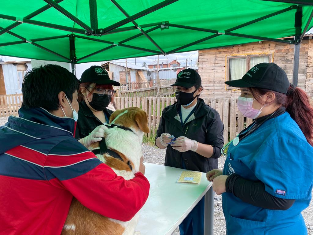 Alumnos de la Carrera Técnico en Veterinaria y Producción Pecuaria de CFT Santo Tomás Osorno realizaron operativo gratuito para mascotas en sector Francke