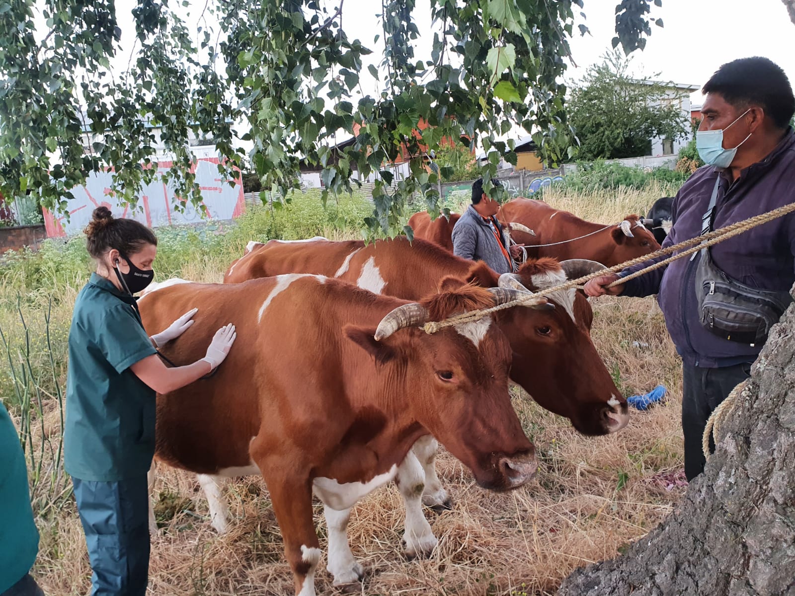 Escuela de Veterinaria de la UST apoyó a cochayuyeros de Tirúa