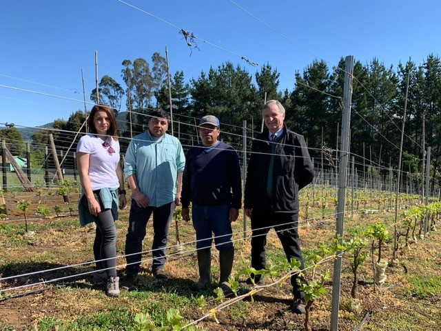 Autoridades de Santo Tomás Osorno visitaron a emprendedores locales para analizar avances y desafíos en proyecto de plantación vinífera