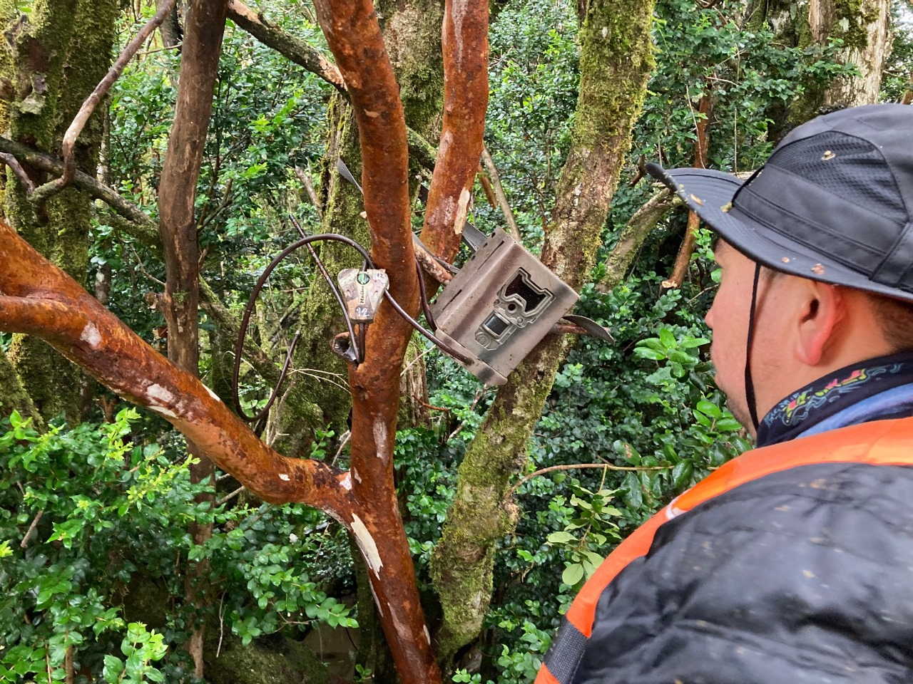 Académicos de la UST Osorno publican estudio científico sobre el hallazgo de huillín en la cuenca del Rio Bueno