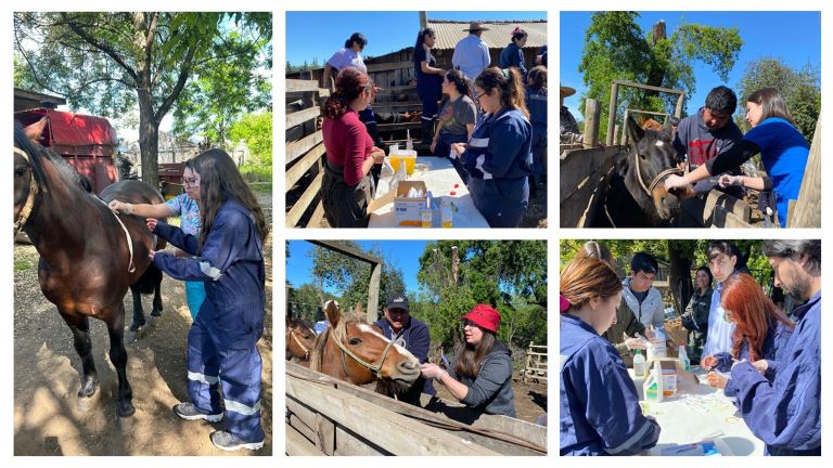 Más de 1500 animales han recibido atención médica en el Maule gracias al programa “Una Salud” de la Facultad de Recursos Naturales y Medicina Veterinaria de la UST